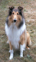 TahTay collie dog